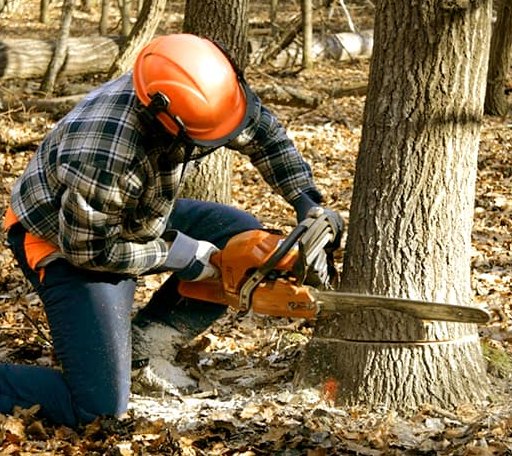 Tree Removal in East Haddam, CT